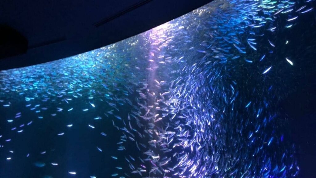 大学生夏休み　水族館　イワシのトルネード