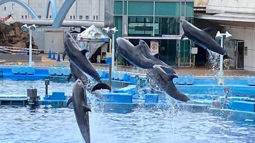 内向型　趣味　水族館